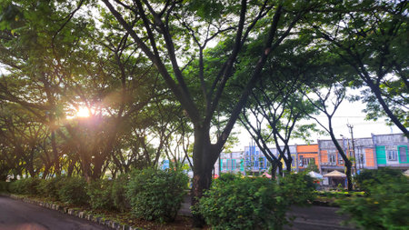 Green trees and sunlight in the morning, Panoramic view.