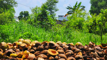 Pile of coconuts on the ground in the countryside.の写真素材