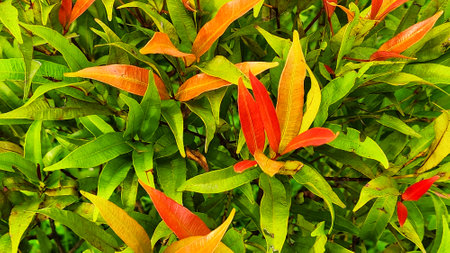 Close up of green leaves with red and orange color in the gardenの写真素材
