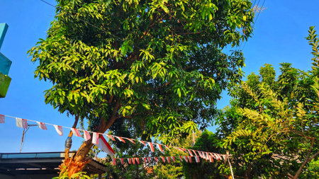 Hanging flags on tree with blue sky background in Bogor, Indonesiaの写真素材