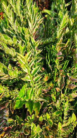 Close up of a green bush in the garden. Natural background.の写真素材