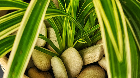 Close up view of a green plant in a pot with pebblesの写真素材