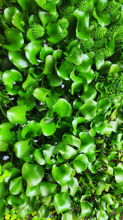 Water Hyacinth in the garden,water hyacinth in the gardenの写真素材