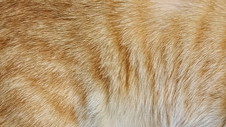 Close-up of a red cat's fur. Red cat's fur.