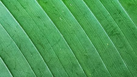 Close up of green leaf texture background. Abstract nature and environment concept.