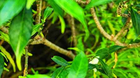 Green leaves background with selective focus. Green leaves background. Green leaves background.の写真素材