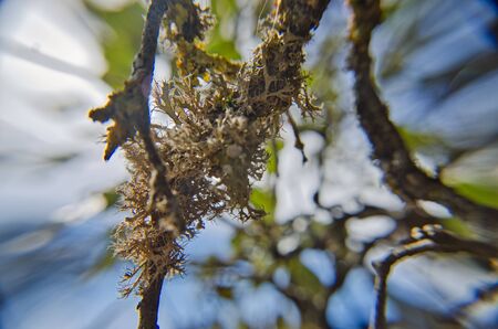 Lichen on tree branch. Lichen grows on rotten woodの写真素材