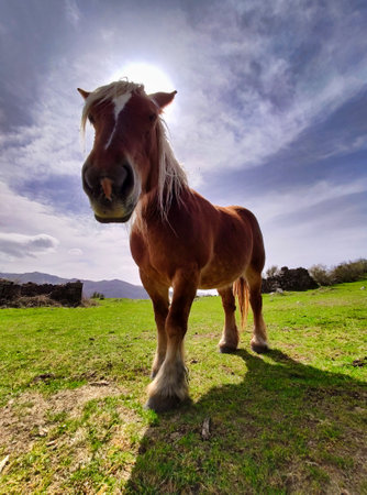 Backlit horse, Somiedo Natural Park and Biosphere Reserve, Arbellales, Asturias, Spain, Europeの写真素材