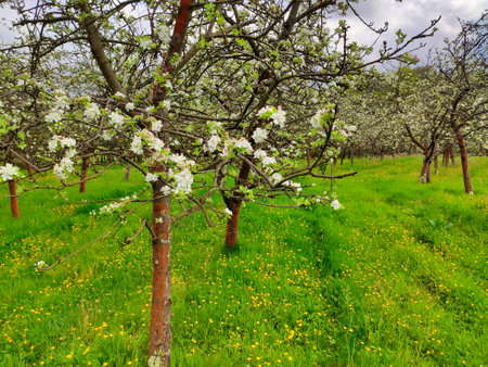 Blooming apple tree in spring time near Nava vilage, Comarca de la Sidra, Asturias, Spain, Europe