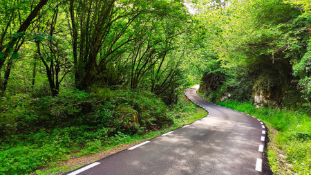 A small road through a forest from La Marea to El Moru, Piloの写真素材