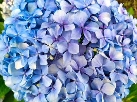 Detail of a hydrangea flower, Cudillero, Asturias, Spain, Europeの写真素材