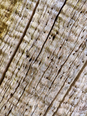 Surface of an ancient chestnut tree, Somiedo Natural Park, Asturias, Spain, Europeの写真素材
