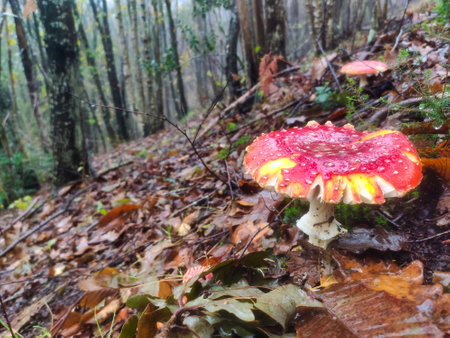 Amanita muscaria mushroomSomiedo Natural Park, Asturias, Spain, Europe