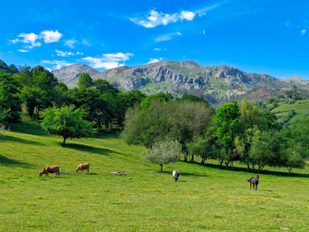 Cattle grazing in a meadow and Sueve Sierra in background, Carrazal village, Asturias, Spainの写真素材