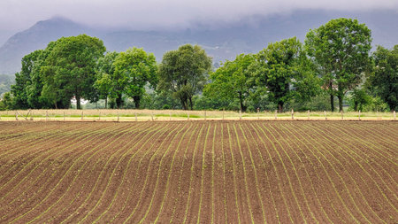 Lines of a young corn plantation, Nava, Asturias, Spain