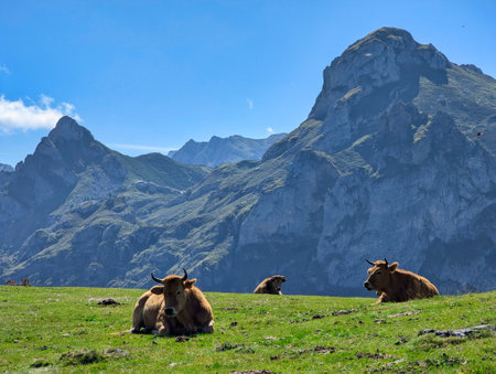 Cattle at Valle de Lago valley, Somiedo Nature Park and Biosphere Reserve, Asturias, Spainの写真素材