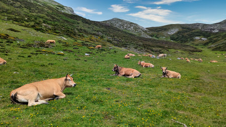 Cattle near Santa Maria del Puerto village, Somiedo Natural Park, Asturias, Spainの写真素材