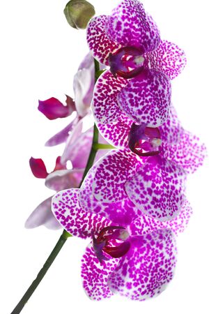 Close-up orchid on white backgroundの写真素材