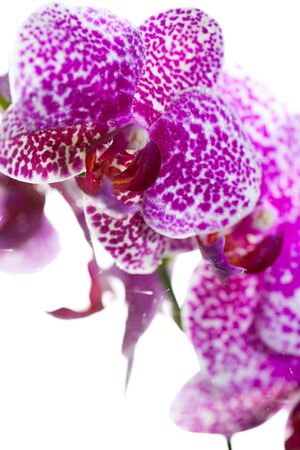 Close-up orchid on white backgroundの写真素材
