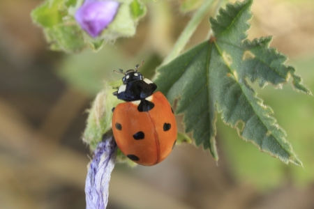 Coccinellidae, coccinelle の写真素材