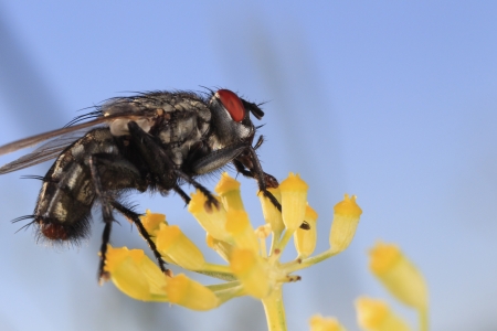 Mouche sur fleur juinの写真素材
