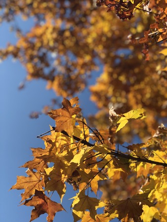 autumn yellow mapleの写真素材