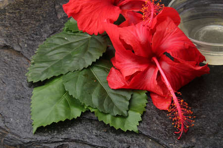Jaswand or Hibiscus oil over black background.の写真素材