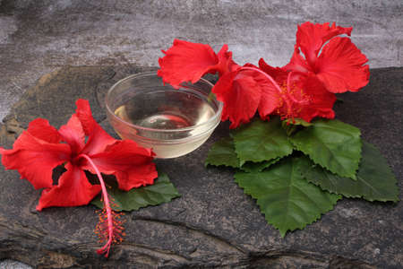Jaswand or Hibiscus oil over black background.の写真素材