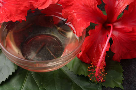 Jaswand or Hibiscus oil over black background.の写真素材