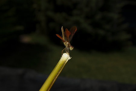 dragonflyの写真素材