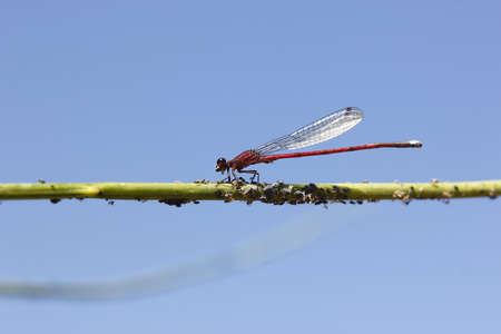 damselfly eating aphids