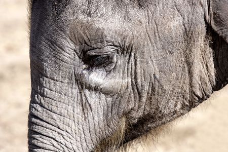 Elephant の写真素材