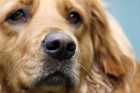 Golden retrieverの写真素材