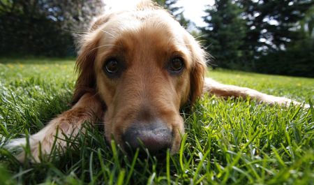 Golden retrieverの写真素材