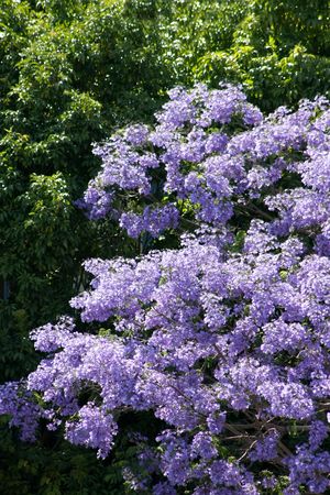 Spring time lilac