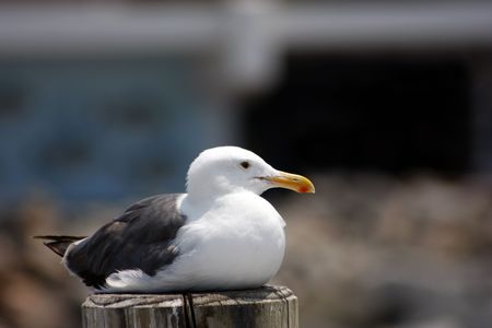 Resting seagullの写真素材