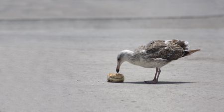 Breackfastの写真素材