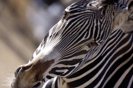 Zebraの写真素材