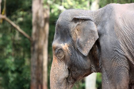 Elephant in the jungle