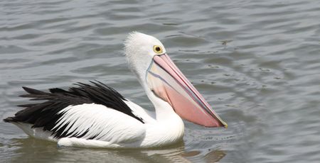 Pelicanの写真素材