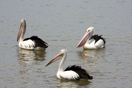 Pelican trioの写真素材