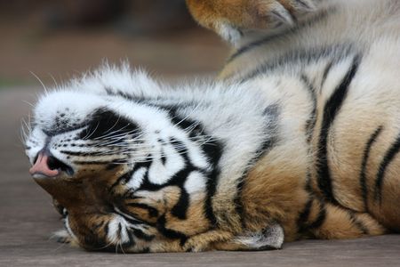 Tiger siestaの写真素材