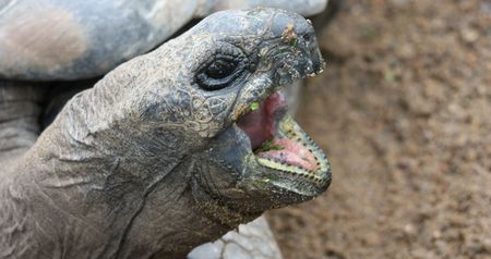 tortoise