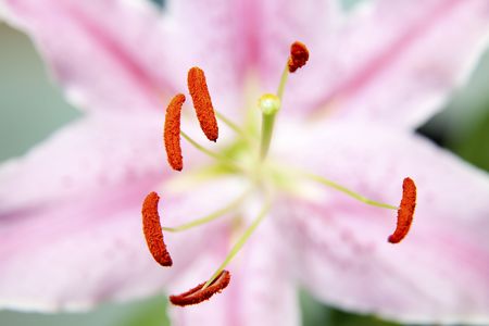 Close up of a lily flower on a green background の写真素材