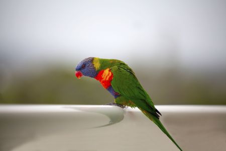 Colorful australian rainbow lorikeet の写真素材