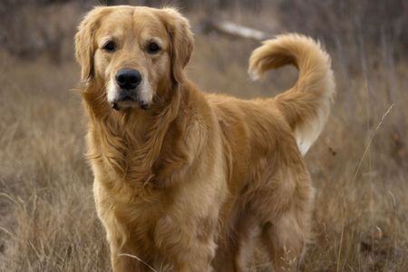 Beautiful golden retriever の写真素材
