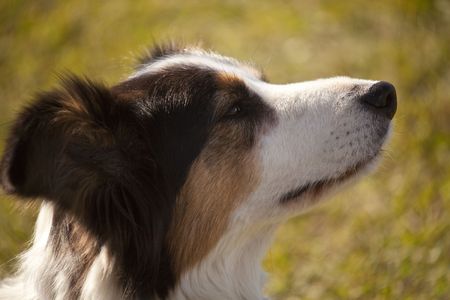 Border Collie look at me の写真素材