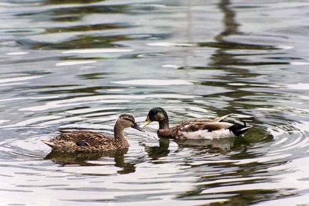 Two wood ducksの写真素材