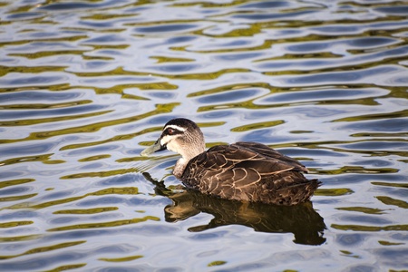 Wood duck on the waterの写真素材