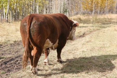 Bull in paddock の写真素材